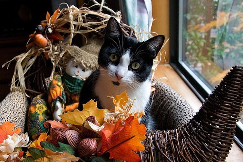 Thanksgiving Kitteh of teh Day: Catucopia 