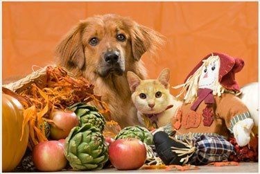 Thanksgiving Kitteh of teh Day: Putting Aside Our Differences for the Holidays