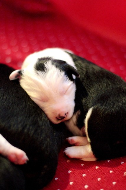 Cyoot Puppy ob teh Day: Newborn Border Collie 