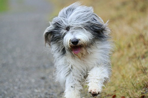 Goggie ob teh Week: Highland Collie 