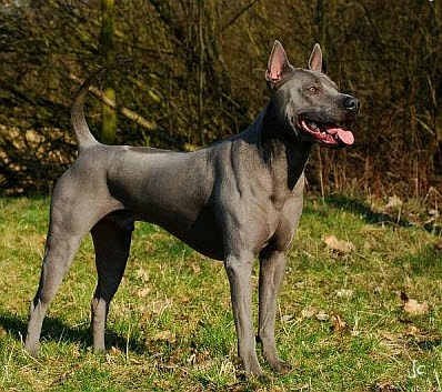 Goggie ob teh Week FACE OFF: Thai Ridgeback