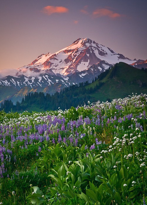 Glacier Peak, And Some Nice Fields Too!