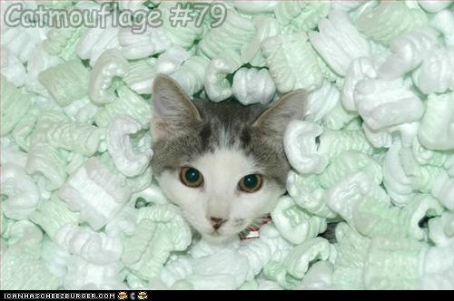 Catmouflage #79