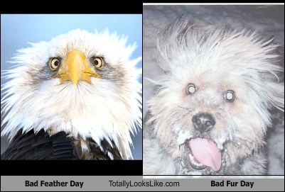 Bad Feather Day Totally Looks Like Bad Fur Day