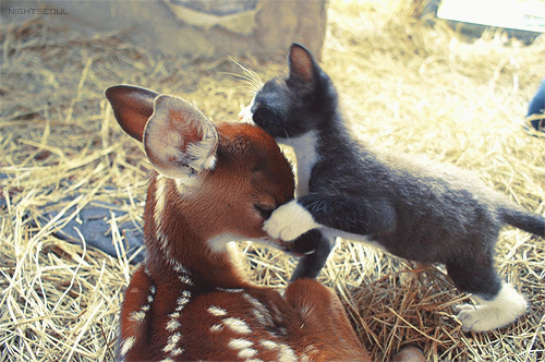 Cyoot Kitteh of teh Day: Ai Lubbs U, Bambi!