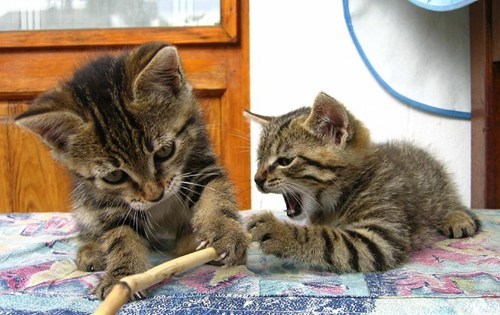 Cyoot Kittehs of teh Day: MOOOOOOMMM!!!  HE STOLE MY TOY!