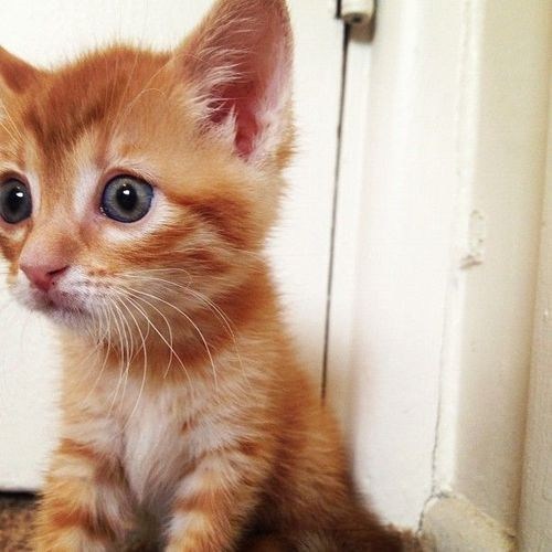 Cyoot Kitteh of teh Day: I Has Seen teh Fyooture...