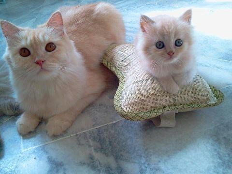 Cyoot Kittehs of teh Day: Booster Seat