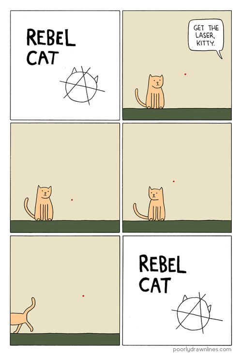 Rebel Cat is Rebellious