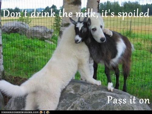 Don't drink the milk, it's spoiled  Pass it on