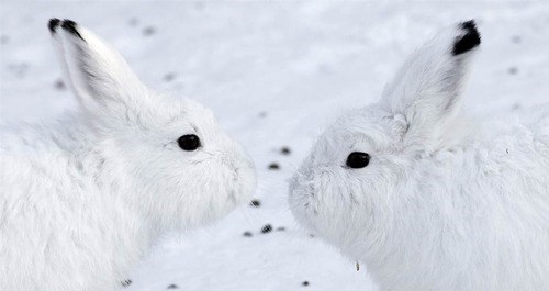 Bunday: Winter Camouflage 
