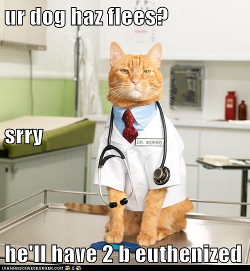 ur dog haz flees? srry he'll have 2 b euthenized