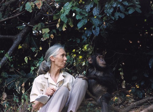 Jane Goodall With a Chimp