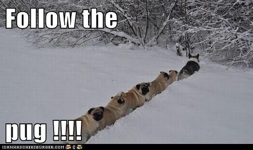 Follow the  pug !!!!