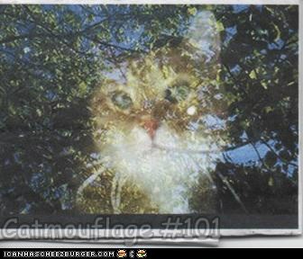 Catmouflage #101