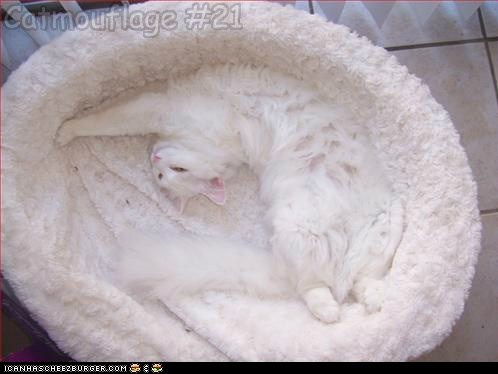 Catmouflage #21