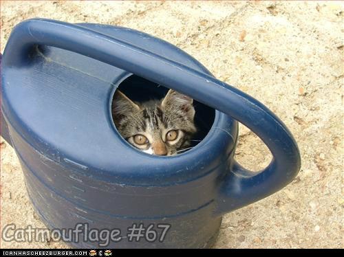 Catmouflage #67