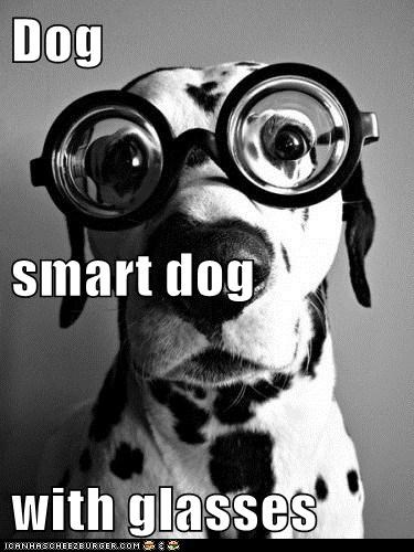 Dog smart dog with glasses