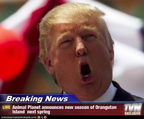Breaking News - Animal Planet announces new season of Orangutan Island  next spring