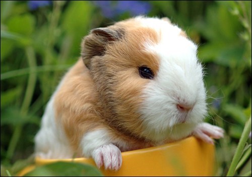 Squee Spree: Cavy Puppy