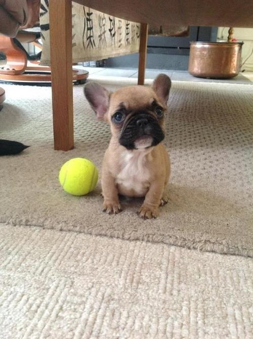 Cyoot Puppy ob teh Day: Too Tiny for Tennis