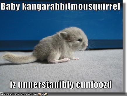 Baby kangarabbitmousquirrel  iz unnerstanibly cunfoozd