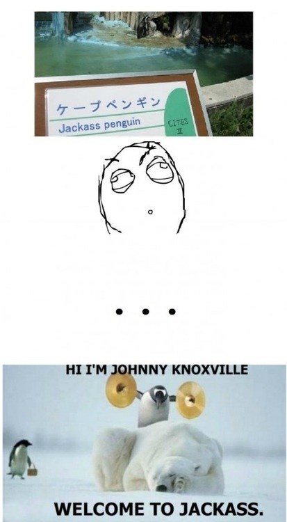 Jackass Penguin