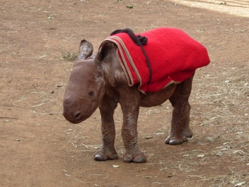 Awkwardly Squee Rhino