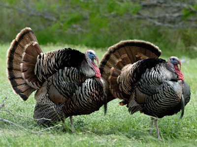 The Turkey: Bird of Courage