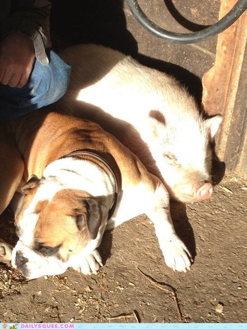 Reader Squee: Bacon and Duke