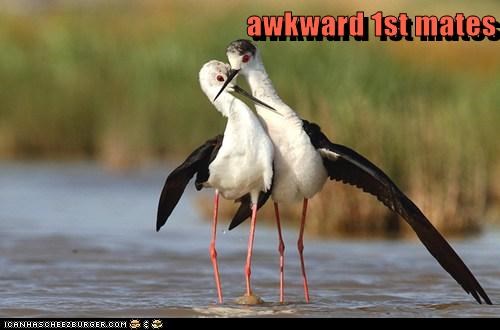 awkward 1st mates