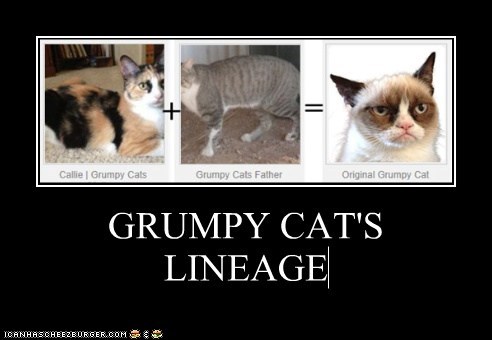 GRUMPY CAT'S LINEAGE