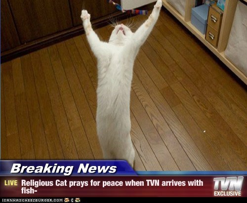 Breaking News - Religious Cat prays for peace when TVN arrives with fish-
