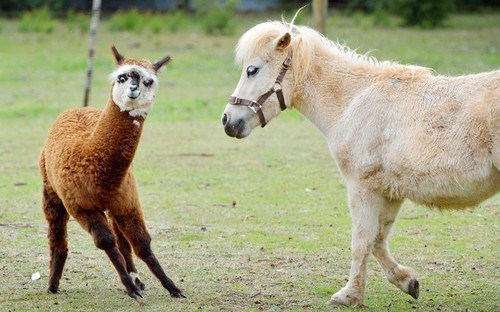 Alpaca & Pony 