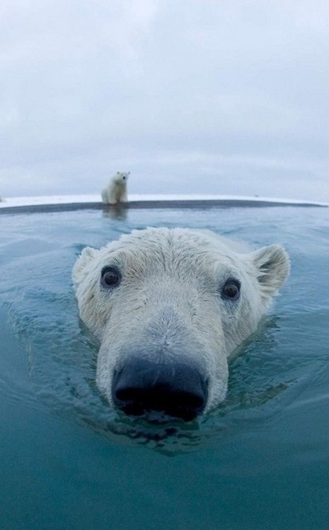 Up Close and Polar 