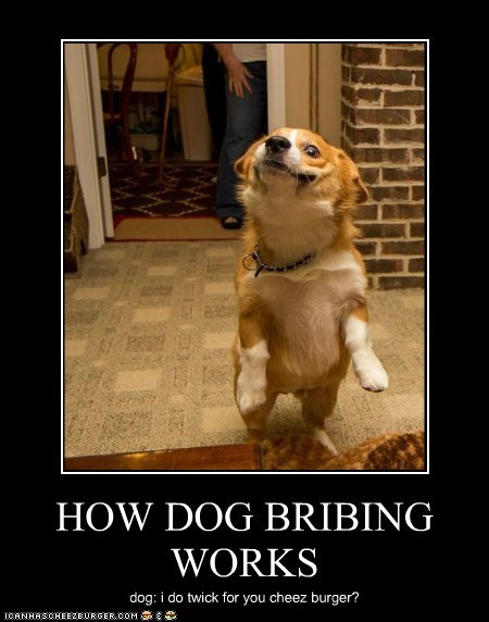 HOW DOG BRIBING WORKS