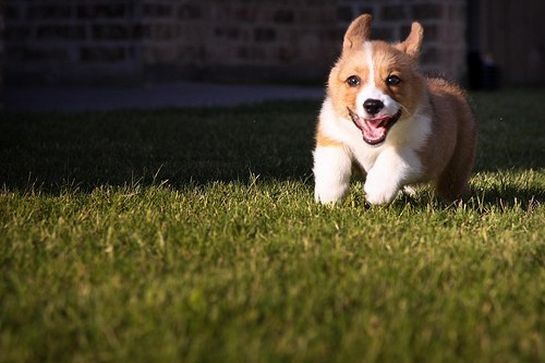 Cyoot Puppy ob teh Day: Frolicking Corgi 