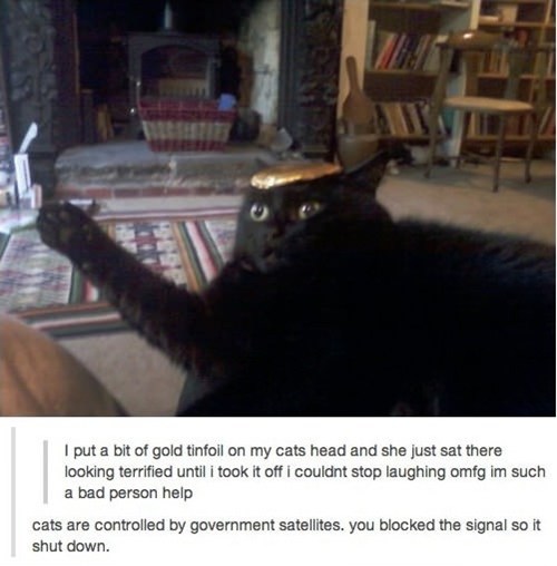 OMG IT'S ALL A CATSPIRACY!