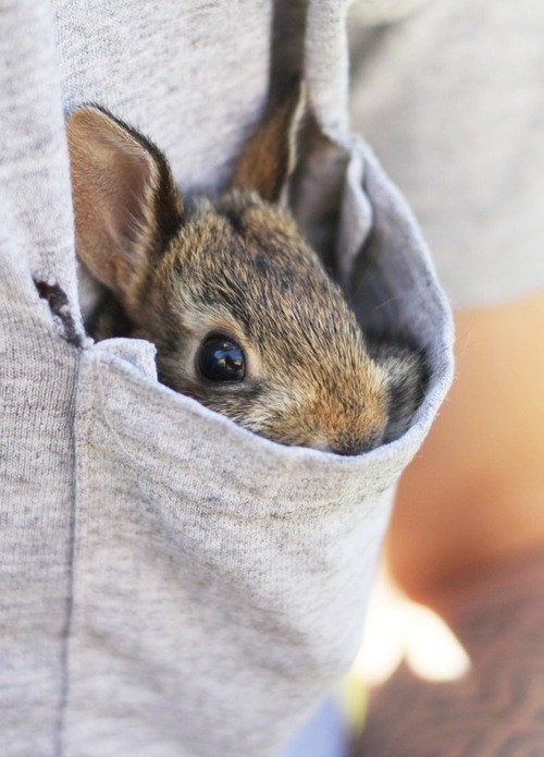 Bunday: Pocket Bun