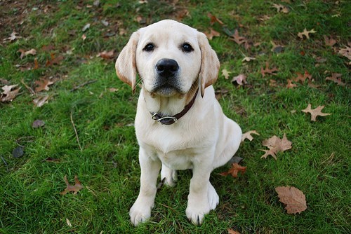 Cyoot Puppy ob teh Day: Golden Pup 
