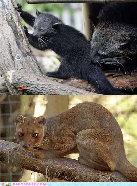 Squee Spree: Bearcat vs. Fossa 