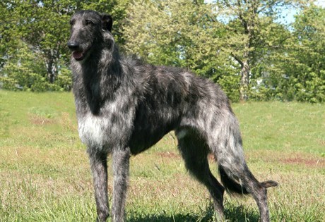Goggie ob teh Week FACE OFF: Scottish Deerhound 