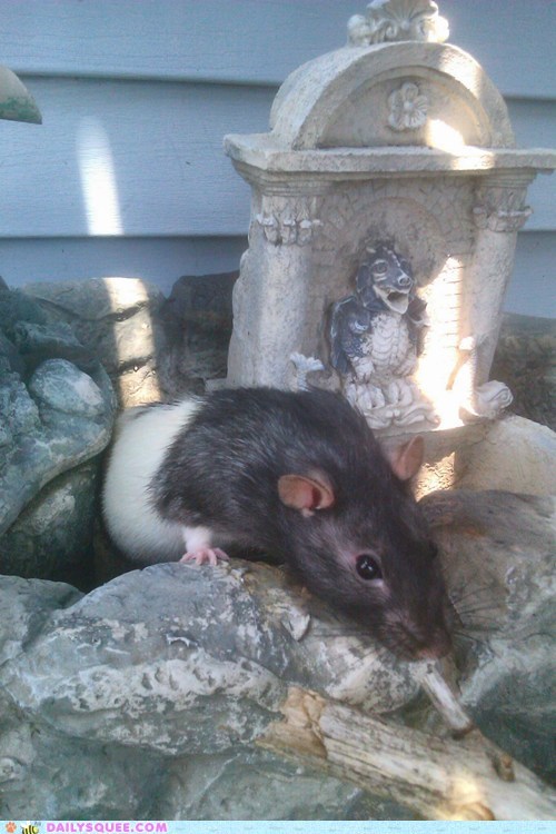 Reader Squee: Spock!