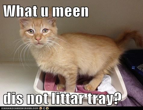 What u meen   dis not littar tray?