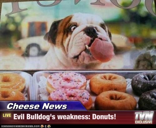 Cheese News - Evil Bulldog's weakness: Donuts!