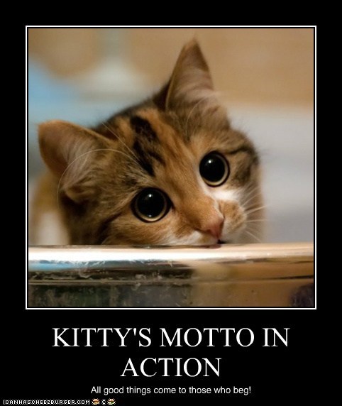 KITTY'S MOTTO IN ACTION