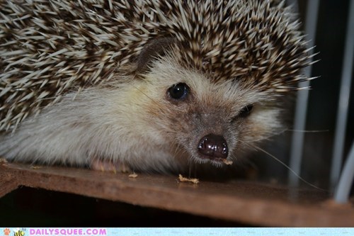 Reader Squee: Boris the Hedgehog