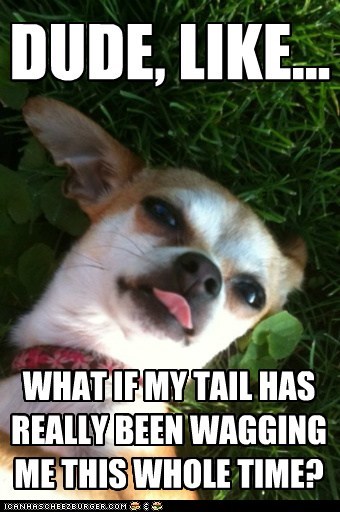 Stoned Chihuahua philosop-high-zing