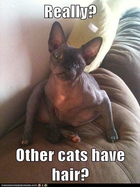 Really?  Other cats have hair?
