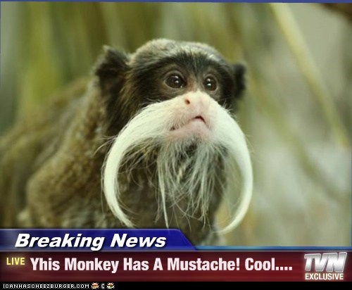 Breaking News - Yhis Monkey Has A Mustache! Cool....